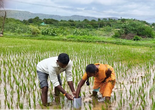 Alternate Wetting and Drying programme in India